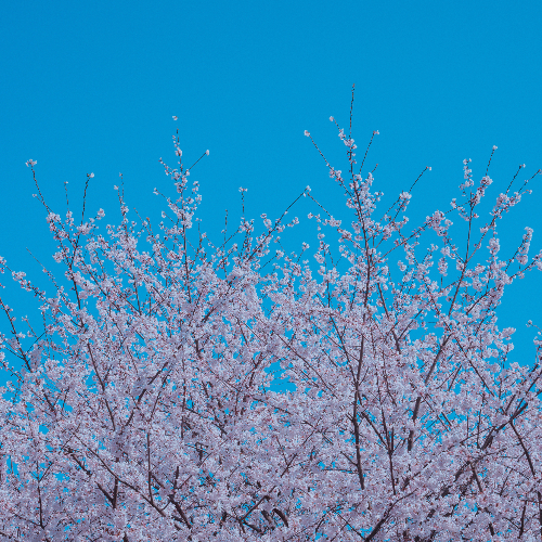 這個春天同時擁有櫻花和海鷗