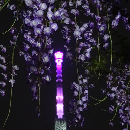 【2025紫藤花季】日本7大夢幻景點別錯過！