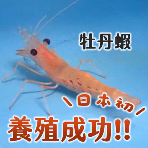 日本首度人工培育高級品種「牡丹蝦」成功🦐好想吃啊！