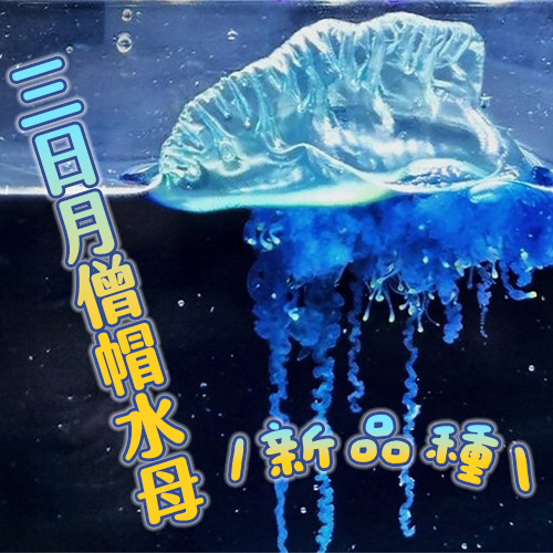 劇毒新品種水母現身東北仙台灣🪼疑因暖化北上擴散