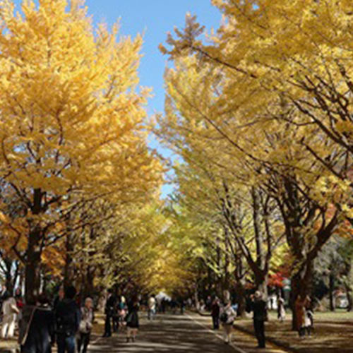 必訪！『北海道大學』校園美到讓你想再讀一次大學