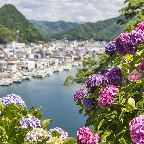別只去鎌倉！東京出發兩小時🚗靜岡「下田公園」100種繡球花大爆發