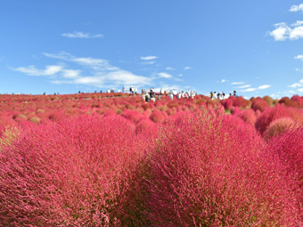 別再只是賞楓了！日本秋季限定「緋紅掃帚草」絕景7 選